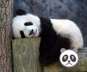 国产熊猫动物园动画视频,动画中的欢乐时光-第1张图片-国产精品毛片无遮挡 国产熊猫动物园动画视频,动画中的欢乐时光-第1张图片-国产精品毛片无遮挡