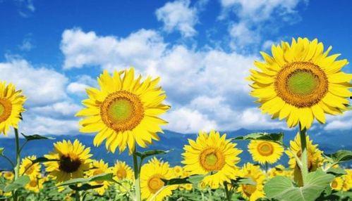 国产成版人向日葵视频,绽放青春,照亮梦想-第1张图片-国产精品毛片无遮挡 国产成版人向日葵视频,绽放青春,照亮梦想-第1张图片-国产精品毛片无遮挡