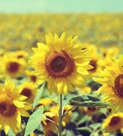 国产成版人向日葵视频,绽放青春,照亮梦想-第2张图片-国产精品毛片无遮挡 国产成版人向日葵视频,绽放青春,照亮梦想-第2张图片-国产精品毛片无遮挡