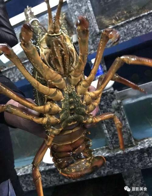 红魔虾国产吗好吃吗视频,美味与国产骄傲的完美结合-第1张图片-国产精品毛片无遮挡