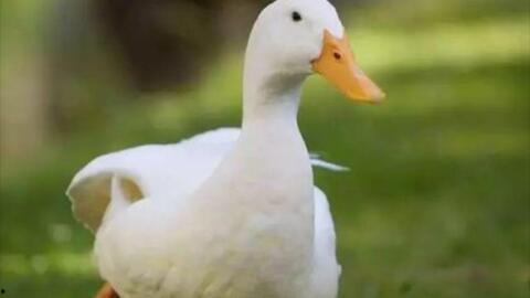 鸭子国产 视频,国产鸭子养殖技术视频解析-第1张图片-国产精品毛片无遮挡 鸭子国产 视频,国产鸭子养殖技术视频解析-第1张图片-国产精品毛片无遮挡