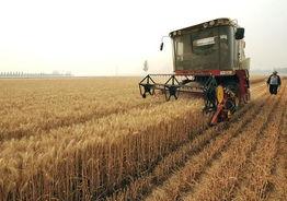 国产小麦单产视频,科技赋能下的丰收奇迹-第1张图片-国产精品毛片无遮挡 国产小麦单产视频,科技赋能下的丰收奇迹-第1张图片-国产精品毛片无遮挡