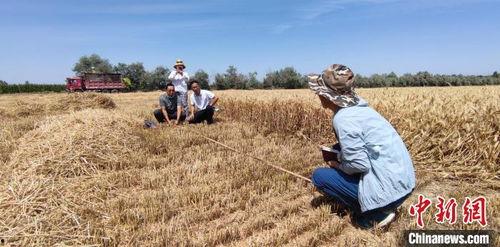 国产小麦单产视频,科技赋能下的丰收奇迹-第2张图片-国产精品毛片无遮挡 国产小麦单产视频,科技赋能下的丰收奇迹-第2张图片-国产精品毛片无遮挡