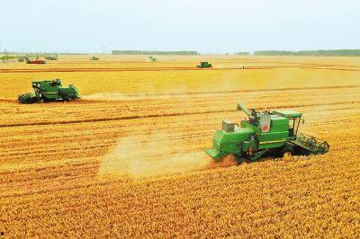 国产小麦单产视频,科技赋能下的丰收奇迹-第3张图片-国产精品毛片无遮挡 国产小麦单产视频,科技赋能下的丰收奇迹-第3张图片-国产精品毛片无遮挡