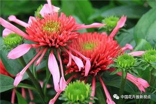 彩叶芋国产组培方法视频,彩叶芋高效国产组培技术解析-第1张图片-日韩国产一不卡在线观看