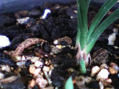 彩叶芋国产组培方法视频,彩叶芋高效国产组培技术解析-第2张图片-日韩国产一不卡在线观看