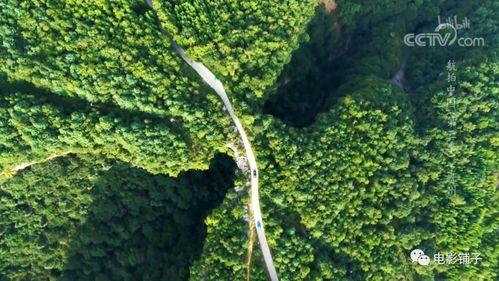 彩叶芋国产组培方法视频,彩叶芋高效国产组培技术解析-第3张图片-日韩国产一不卡在线观看