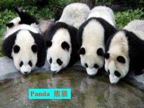 最新国产熊猫视频网站入口,最新熊猫视频网站入口全面解析-第1张图片-日韩国产一不卡在线观看