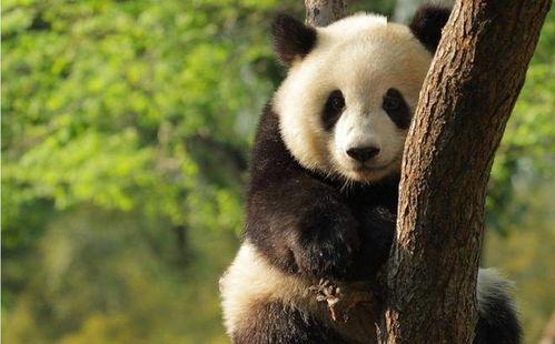 最新国产熊猫视频网站入口,最新熊猫视频网站入口全面解析-第2张图片-日韩国产一不卡在线观看