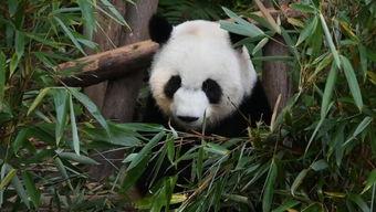 最新国产熊猫视频网站入口,最新熊猫视频网站入口全面解析-第3张图片-日韩国产一不卡在线观看