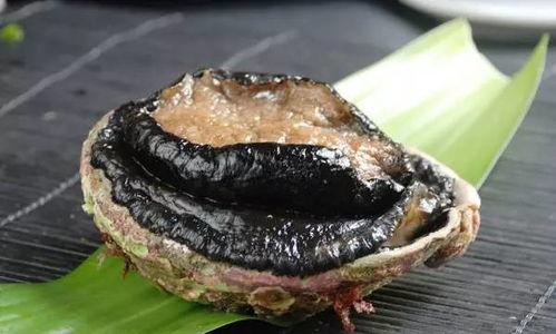 鲍鱼国产区别大吗视频,国产鲍鱼品质大比拼-第3张图片-日韩国产一不卡在线观看