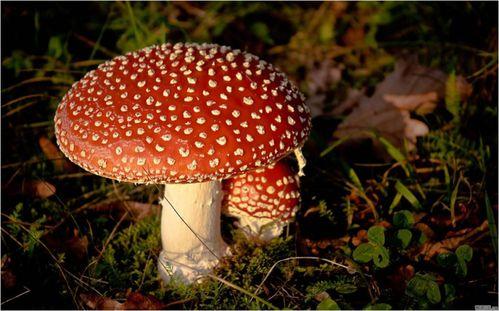 国产恐怖片吃毒蘑菇视频,国产恐怖片惊悚片段揭秘-第1张图片-日韩国产一不卡在线观看