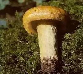 国产恐怖片吃毒蘑菇视频,国产恐怖片惊悚片段揭秘-第3张图片-日韩国产一不卡在线观看