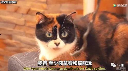 外国不用中国产品视频-第1张图片-日韩国产一不卡在线观看