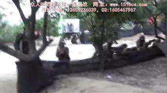 国产树林野战视频大全-第3张图片-日韩国产一不卡在线观看